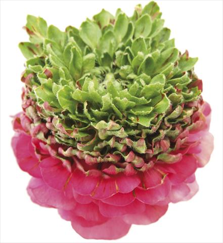 foto van een variëteit aan bloemen, te gebruiken als: Snijbloemen Ranunculus asiaticus Success® Hanbury