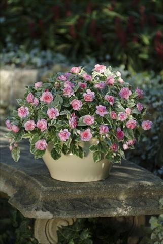 foto van een variëteit aan bloemen, te gebruiken als: Potplant, perkplant, patioplant, korfplant Impatiens walleriana Fiesta Pink Frost