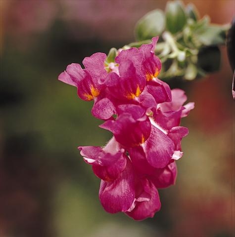 foto van een variëteit aan bloemen, te gebruiken als: Korf / Pot Antirrhinum majus Luminaire Deep Purple