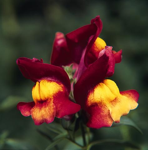 foto van een variëteit aan bloemen, te gebruiken als: Korf / Pot Antirrhinum majus Luminaire Harvest Red