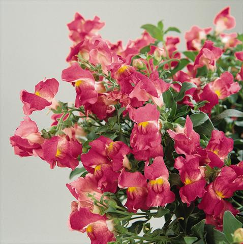 foto van een variëteit aan bloemen, te gebruiken als: Korf / Pot Antirrhinum majus Luminaire Hot Pink