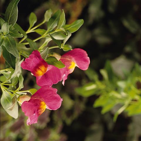 foto van een variëteit aan bloemen, te gebruiken als: Korf / Pot Antirrhinum majus Luminaire Hot Pink