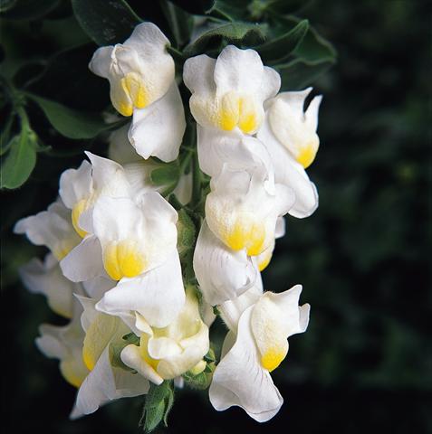 foto van een variëteit aan bloemen, te gebruiken als: Korf / Pot Antirrhinum majus Luminaire White