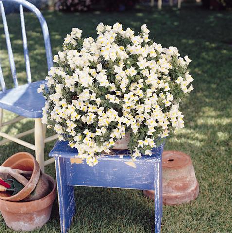 foto van een variëteit aan bloemen, te gebruiken als: Korf / Pot Antirrhinum majus Luminaire White