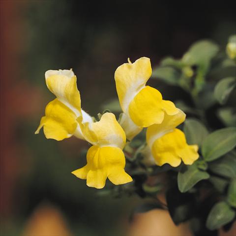 foto van een variëteit aan bloemen, te gebruiken als: Korf / Pot Antirrhinum majus Luminaire Yellow