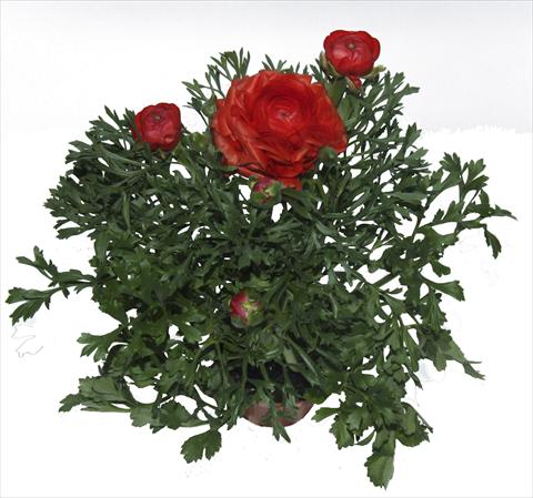 foto van een variëteit aan bloemen, te gebruiken als: Potplant, perkplant, patioplant Ranunculus asiaticus Millepetali® Rosso