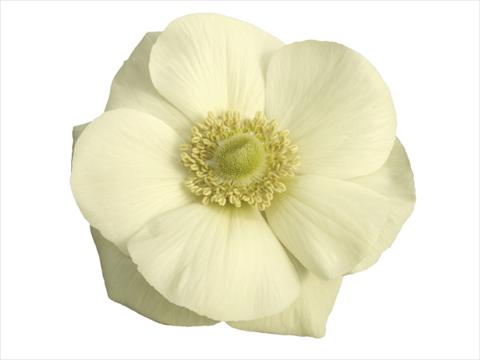 foto van een variëteit aan bloemen, te gebruiken als: Pot - en perkplant Anemone coronaria L. Mistral Plus® Bianco