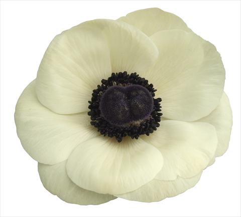 foto van een variëteit aan bloemen, te gebruiken als: Pot - en perkplant Anemone coronaria L. Mistral Plus® Bianco centro nero