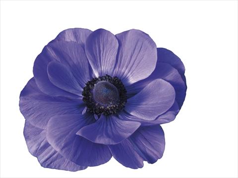 foto van een variëteit aan bloemen, te gebruiken als: Pot - en perkplant Anemone coronaria L. Mistral Plus® Blu