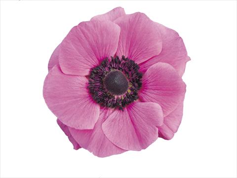 foto van een variëteit aan bloemen, te gebruiken als: Pot - en perkplant Anemone coronaria L. Mistral Plus® Fucsia