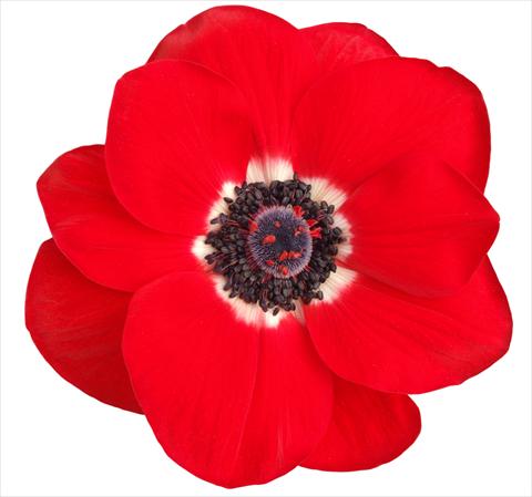 foto van een variëteit aan bloemen, te gebruiken als: Snijbloemen Anemone coronaria L. Mistral Plus® Rosso
