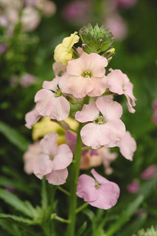 foto van een variëteit aan bloemen, te gebruiken als: Perkplant / Borders Erysimum Pastel Patchwork