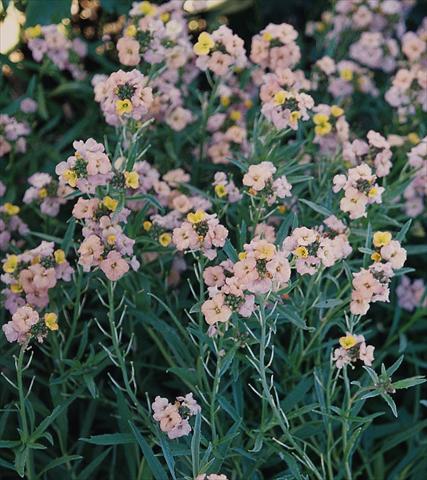foto van een variëteit aan bloemen, te gebruiken als: Perkplant / Borders Erysimum Pastel Patchwork