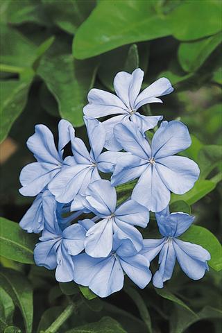 foto van een variëteit aan bloemen, te gebruiken als: Perkplant / Borders Plumbago auriculata Escapade Blue