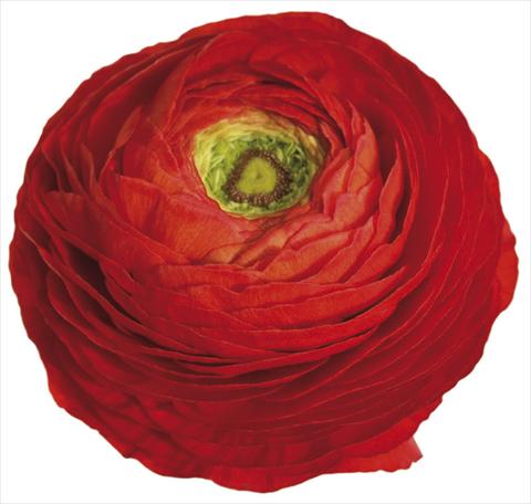 photo of flower to be used as: Cutflower Ranunculus asiaticus Success® Pluto