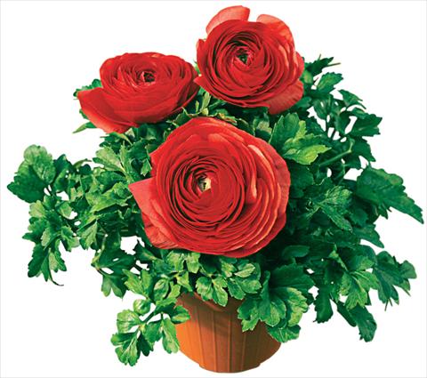 foto van een variëteit aan bloemen, te gebruiken als: Potplant, perkplant, patioplant Ranunculus asiaticus Pratolino® Rosso