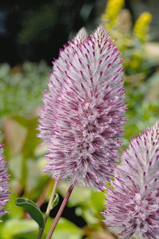 foto van een variëteit aan bloemen, te gebruiken als: Pot - en perkplant Ptilotus exaltatus Joey