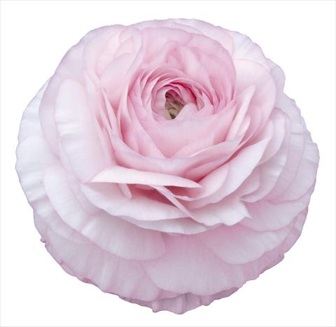 foto van een variëteit aan bloemen, te gebruiken als: Snijbloemen Ranunculus asiaticus Elegance® Rosa Chiaro 129-03