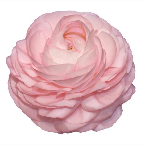 foto van een variëteit aan bloemen, te gebruiken als: Snijbloemen Ranunculus asiaticus Elegance® Rosa Chiaro 87
