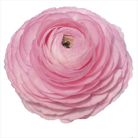 foto van een variëteit aan bloemen, te gebruiken als: Snijbloemen Ranunculus asiaticus Elegance® Rosa 89-02