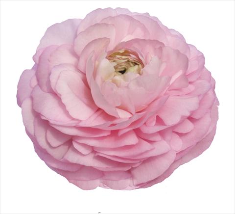 foto van een variëteit aan bloemen, te gebruiken als: Snijbloemen Ranunculus asiaticus Elegance® Rosa 99-5