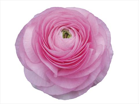 foto van een variëteit aan bloemen, te gebruiken als: Snijbloemen Ranunculus asiaticus Elegance® Rosa Scuro 202-03