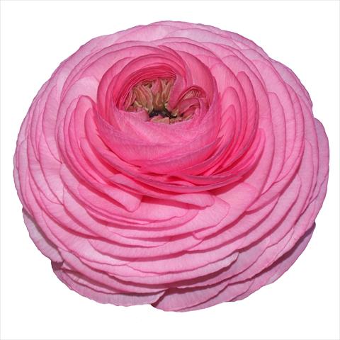 foto van een variëteit aan bloemen, te gebruiken als: Snijbloemen Ranunculus asiaticus Elegance® Rosa Scuro 38-98