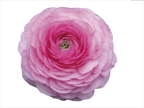 foto van een variëteit aan bloemen, te gebruiken als: Snijbloemen Ranunculus asiaticus Elegance® Rosa Scuro 39-98