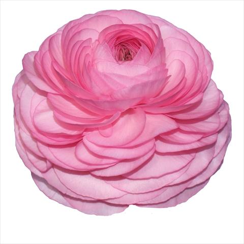 foto van een variëteit aan bloemen, te gebruiken als: Snijbloemen Ranunculus asiaticus Elegance® Rosa Scuro 83