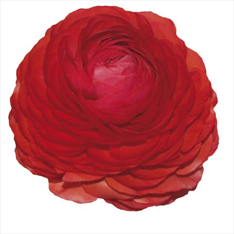 photo of flower to be used as: Cutflower Ranunculus asiaticus Elegance® Rosso 232-03
