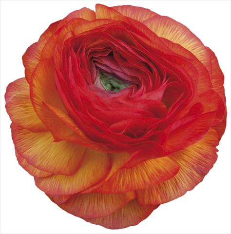 photo of flower to be used as: Cutflower Ranunculus asiaticus Success® Sheherazade
