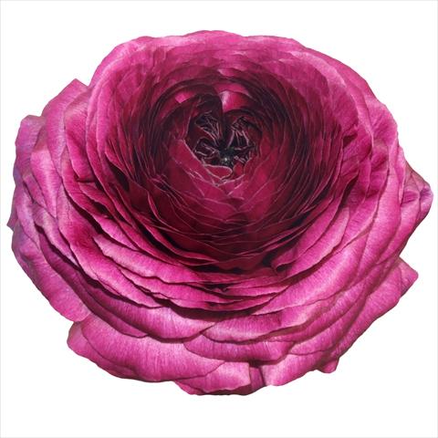 foto van een variëteit aan bloemen, te gebruiken als: Snijbloemen Ranunculus asiaticus Success® Viola 06