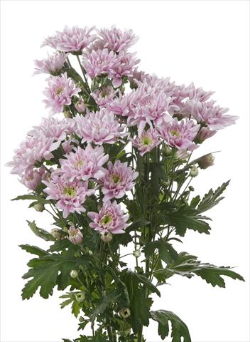 foto van een variëteit aan bloemen, te gebruiken als: Snijbloemen Chrysanthemum Milano