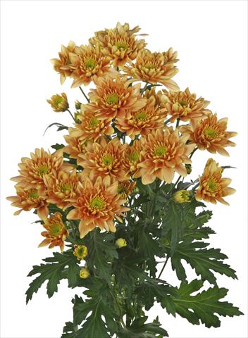 foto van een variëteit aan bloemen, te gebruiken als: Snijbloemen Chrysanthemum Milano Bronze