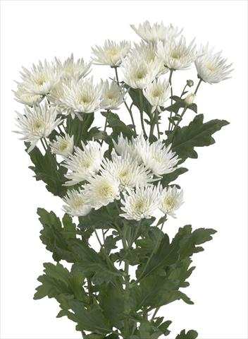 foto van een variëteit aan bloemen, te gebruiken als: Snijbloemen Chrysanthemum Anastasia