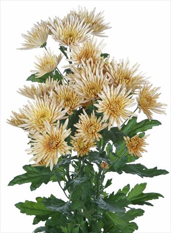 foto van een variëteit aan bloemen, te gebruiken als: Snijbloemen Chrysanthemum Anastasia Bronze