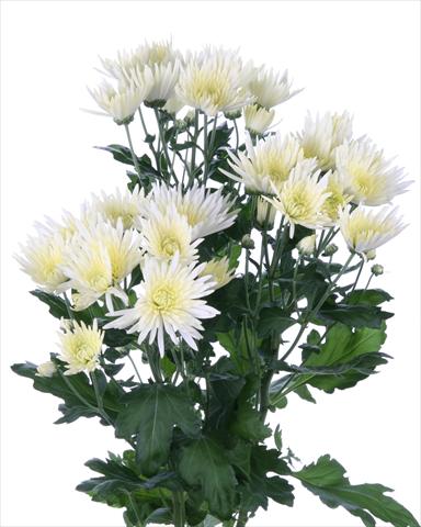 foto van een variëteit aan bloemen, te gebruiken als: Snijbloemen Chrysanthemum Anastasia Cream