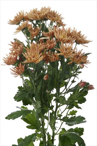 foto van een variëteit aan bloemen, te gebruiken als: Snijbloemen Chrysanthemum Anastasia Dark Bronze