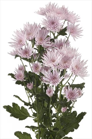 foto van een variëteit aan bloemen, te gebruiken als: Snijbloemen Chrysanthemum Anastasia Pink