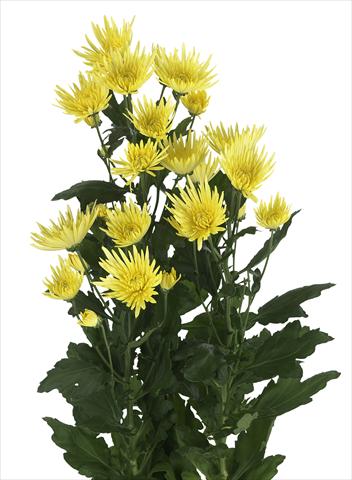 foto van een variëteit aan bloemen, te gebruiken als: Snijbloemen Chrysanthemum Anastasia Sunny