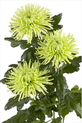 foto van een variëteit aan bloemen, te gebruiken als: Snijbloemen Chrysanthemum Anastasia Green
