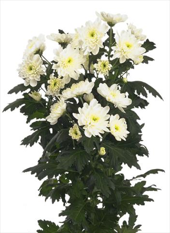 foto van een variëteit aan bloemen, te gebruiken als: Snijbloemen Chrysanthemum Zembla