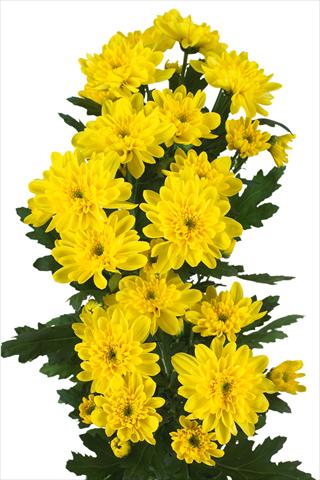 foto van een variëteit aan bloemen, te gebruiken als: Snijbloemen Chrysanthemum Zembla Sunny