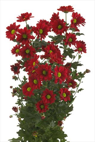 foto van een variëteit aan bloemen, te gebruiken als: Snijbloemen Chrysanthemum Cayenne