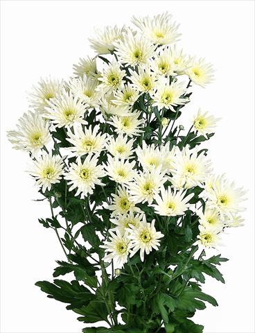 foto van een variëteit aan bloemen, te gebruiken als: Snijbloemen Chrysanthemum Delianne