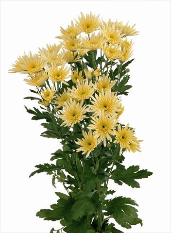 foto van een variëteit aan bloemen, te gebruiken als: Snijbloemen Chrysanthemum Delianne Yellow