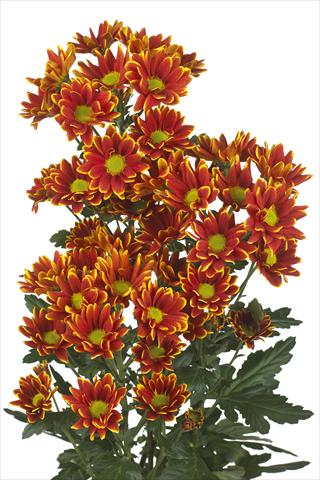 foto van een variëteit aan bloemen, te gebruiken als: Snijbloemen Chrysanthemum Kastelli