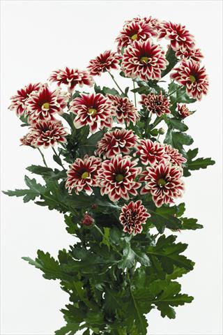 foto van een variëteit aan bloemen, te gebruiken als: Snijbloemen Chrysanthemum Orinoco