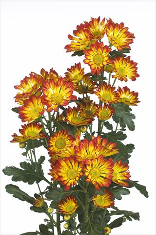 foto van een variëteit aan bloemen, te gebruiken als: Snijbloemen Chrysanthemum Roma
