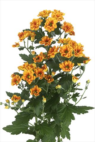 foto van een variëteit aan bloemen, te gebruiken als: Snijbloemen Chrysanthemum Managua Orange